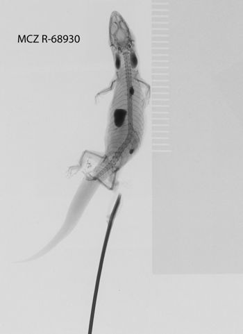 Media type: image;   Herpetology R-68930